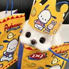 شاہد رضا avatar