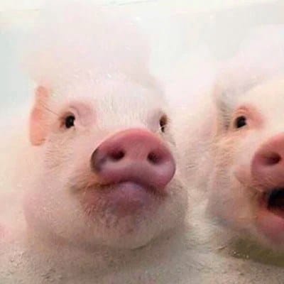 علی رضا avatar